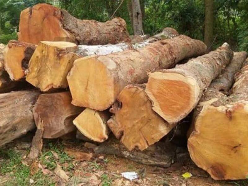 Các nhóm gỗ Việt Nam phân loại theo tiêu chuẩn hiện hành 17 Đặc điểm và phân loại các nhóm gỗ Việt Nam thuộc nhóm IV