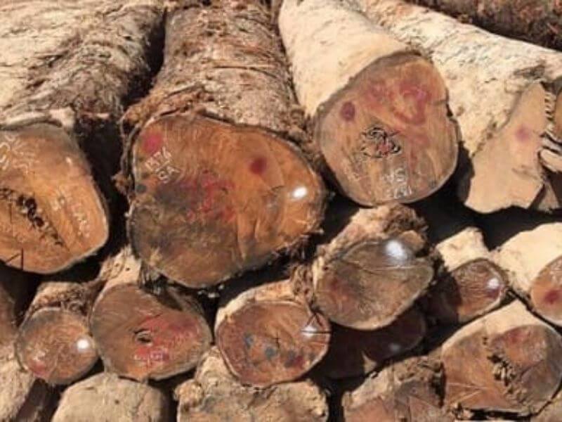 Các nhóm gỗ Việt Nam phân loại theo tiêu chuẩn hiện hành 16 Đặc tính kỹ thuật và ứng dụng của gỗ nhóm III