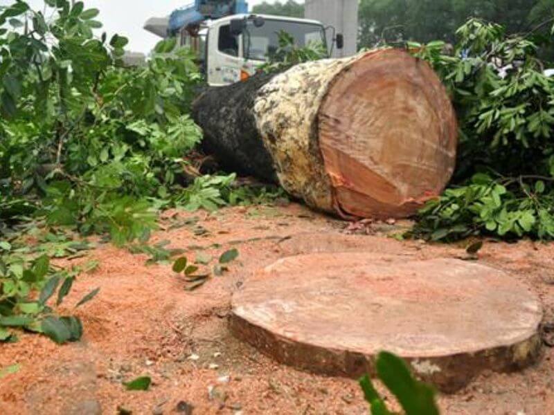 Các nhóm gỗ Việt Nam phân loại theo tiêu chuẩn hiện hành 22 Danh mục các loài gỗ bị hạn chế khai thác và bảo tồn tại Việt Nam