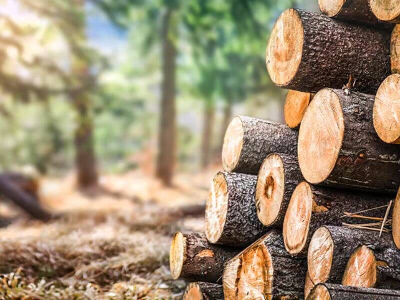 Các nhóm gỗ Việt Nam phân loại theo tiêu chuẩn hiện hành 12 Tầm quan trọng của việc phân định thứ bậc các loại gỗ